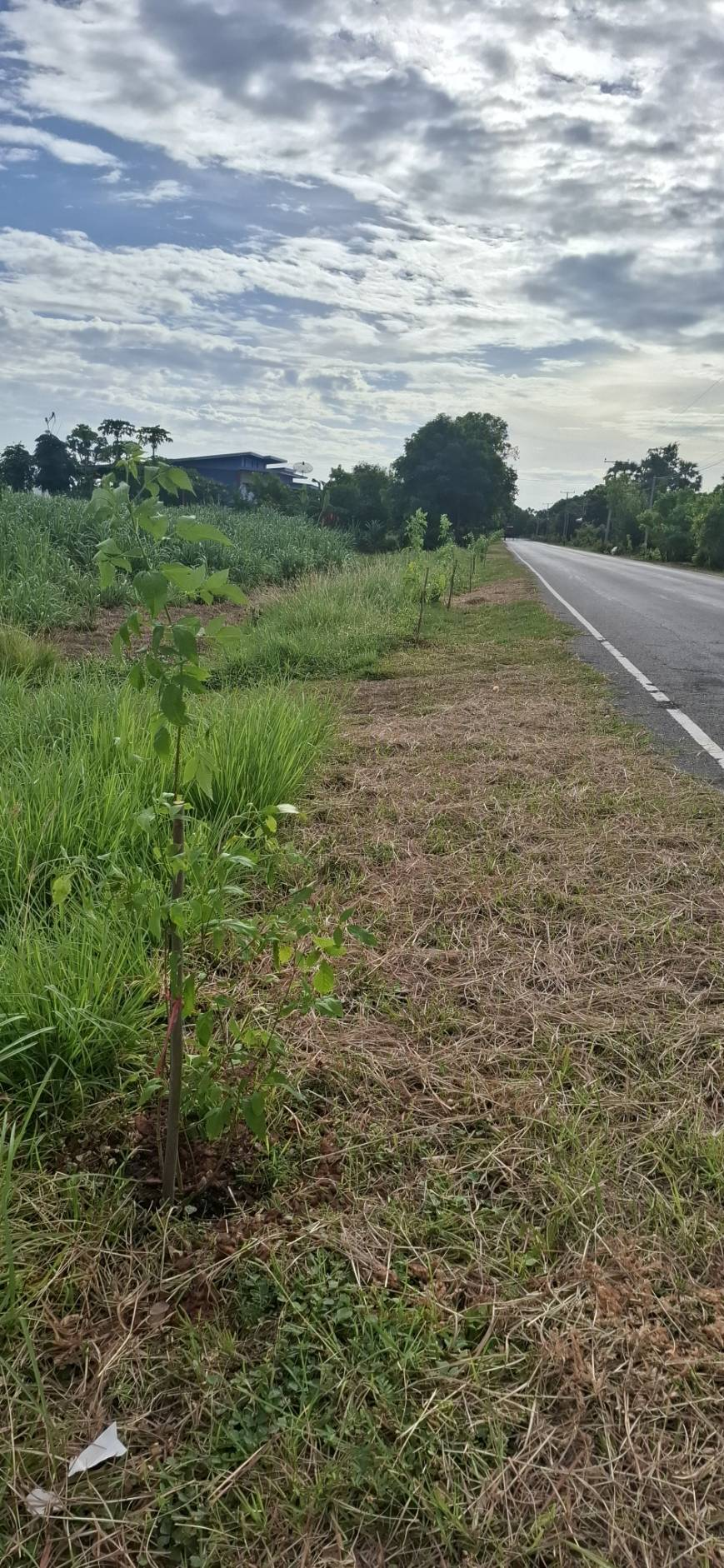 โครงการปรับปรุงภูมิทัศน์และพัฒนาสิ่งแวดล้อมตำบลเมืองนาท  เพื่อเทิดพระเกียรติพระบาทสมเด็จพระเจ้าอยู่หัว (ร.10)